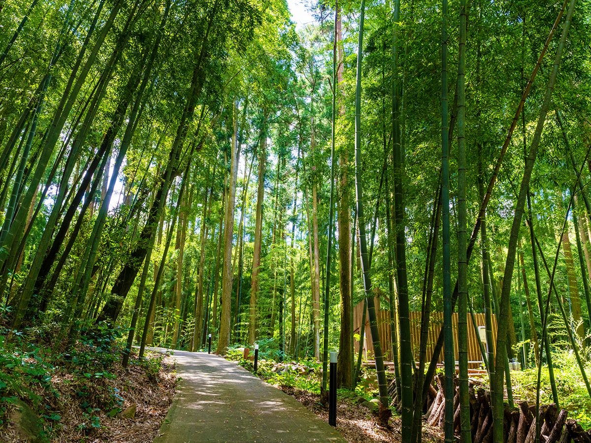 そのぎ茶温泉里山の湯宿　つわぶきの花