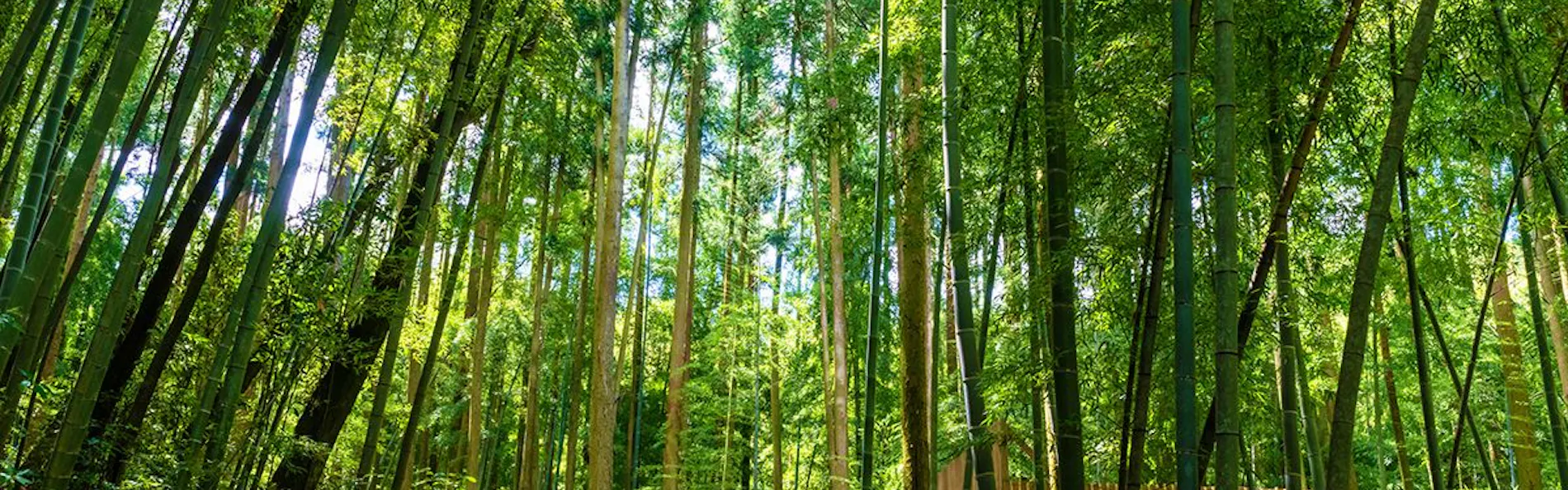 そのぎ茶温泉里山の湯宿 つわぶきの花