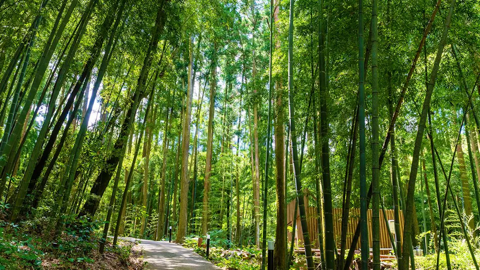 Sonogi Tea Onsen Satoyama no Yuyado Tsuwabuki no Hana