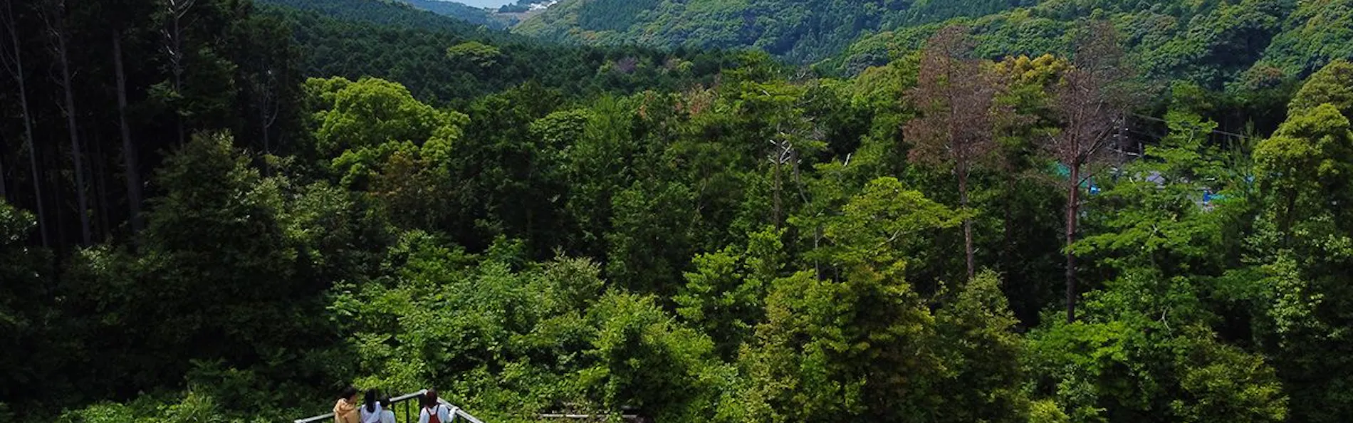 そのぎ茶温泉里山の湯宿 つわぶきの花