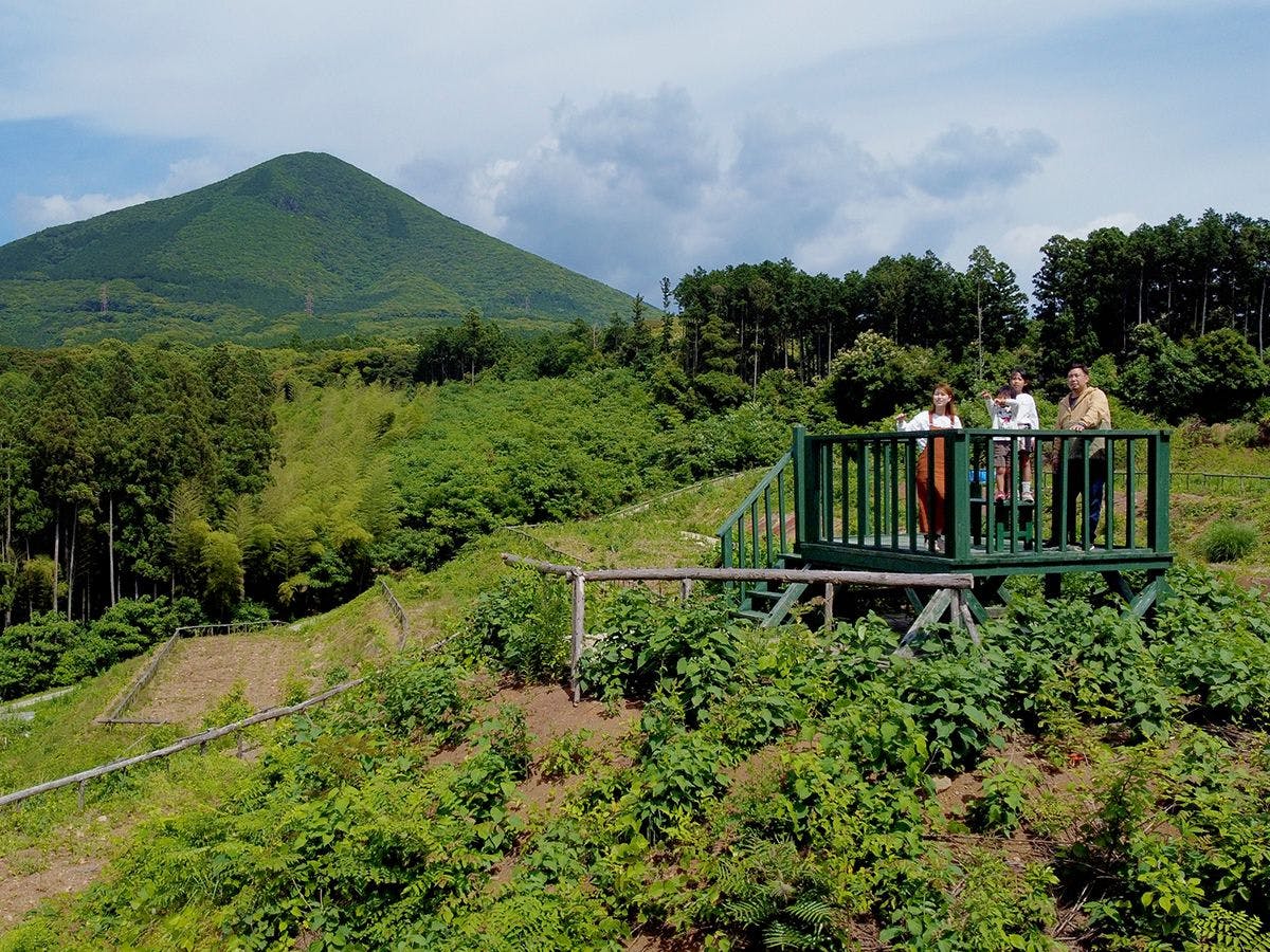そのぎ茶温泉里山の湯宿　つわぶきの花
