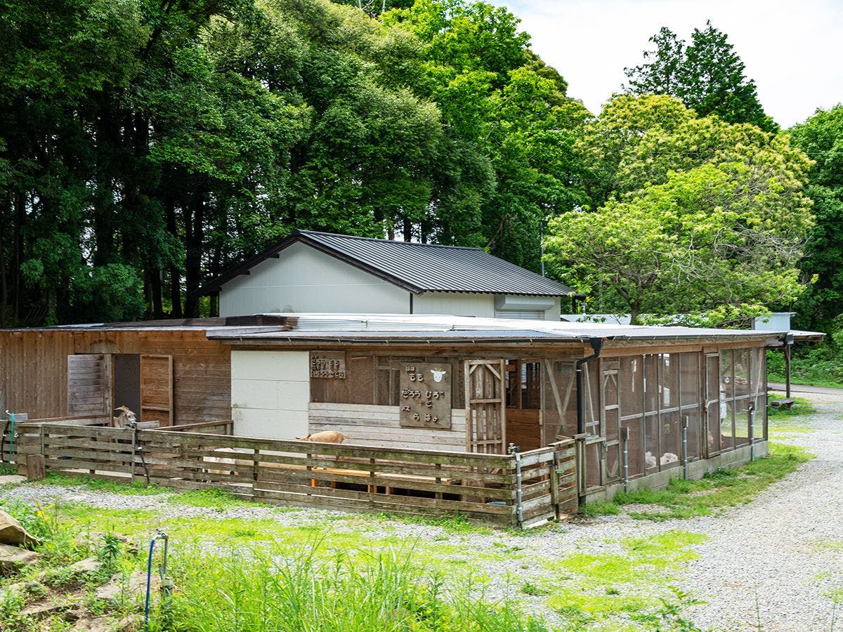 そのぎ茶温泉里山の湯宿　つわぶきの花