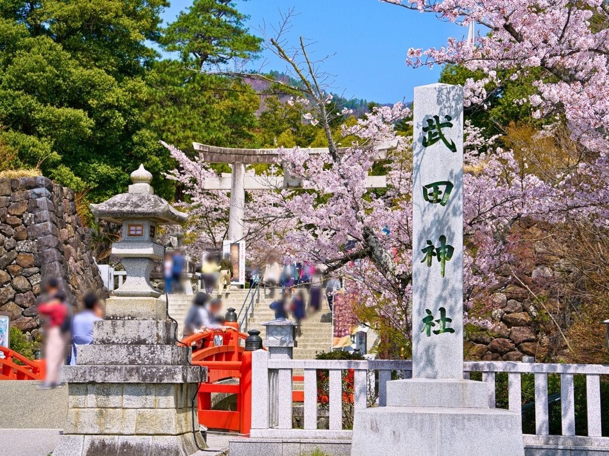 【武田神社】桜に包まれる武田神社
