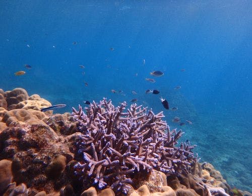 ・美しいサンゴ礁と魚たちが生息している海