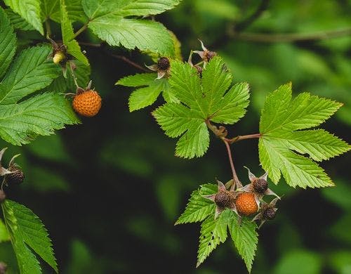 広い庭に咲く豊かな花々