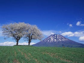 湯元ニセコプリンスホテル　ひらふ亭