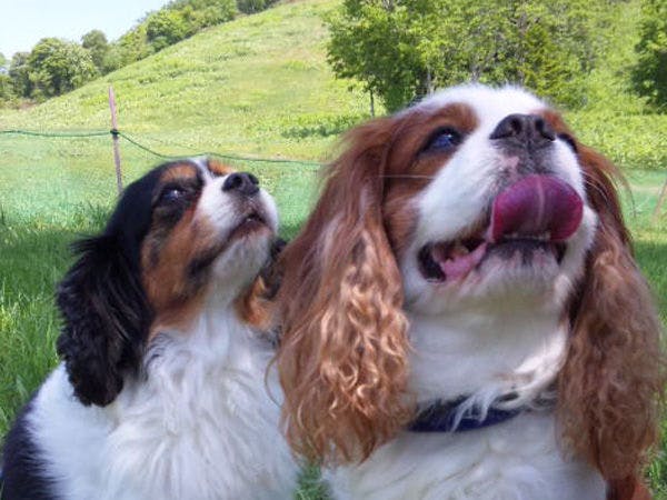 ●แผนสำหรับสัตว์เลี้ยง●