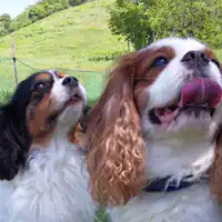 ●แผนสำหรับสัตว์เลี้ยง●