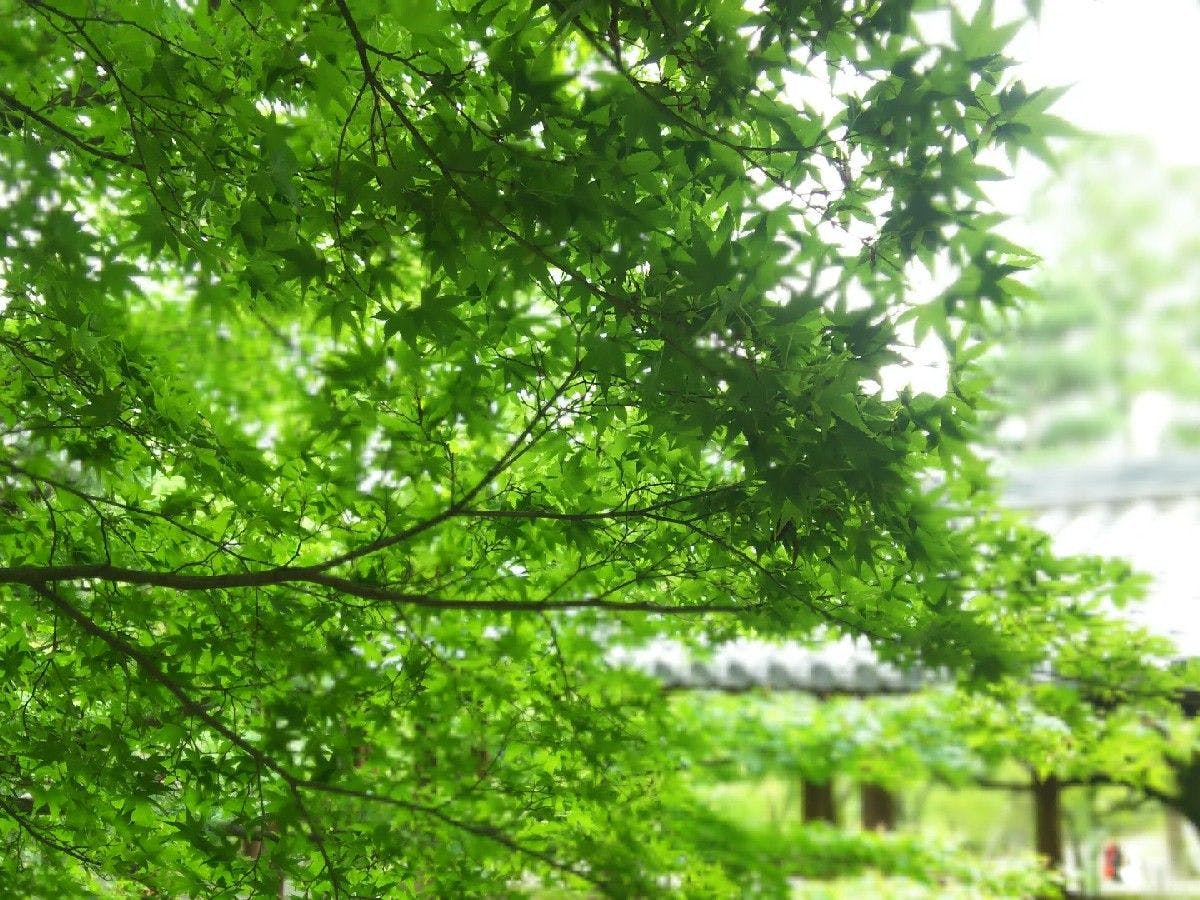 爽やかな新緑「青もみじ」を満喫！