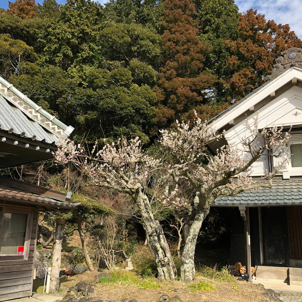 まるがやつ