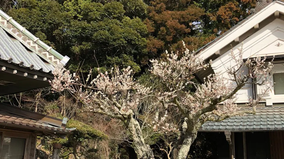 Marugayatsu