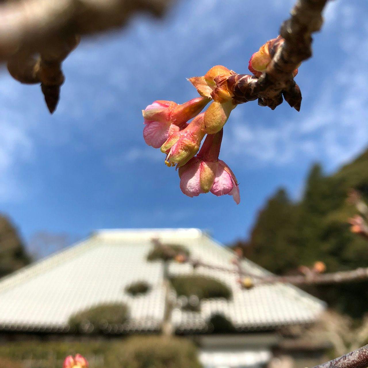 まるがやつ