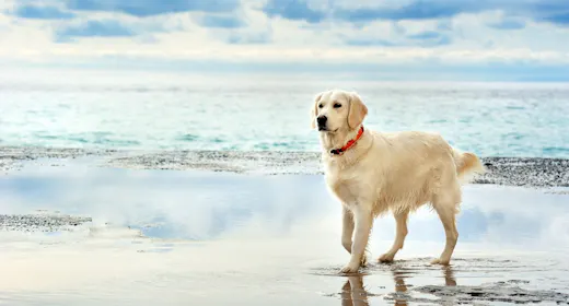 愛犬と過ごす九十九里のプライベートヴィラ——プール・芝生ドッグラン付きの上質な休日