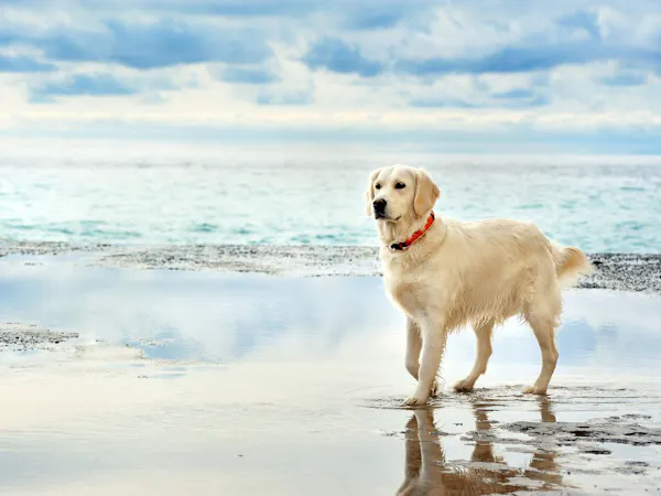 <朝食食材付> 愛犬と過ごす九十九里のプライベートヴィラ——北海道カレーで始まる上質な朝