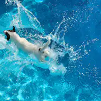 プールで遊ぶ愛犬