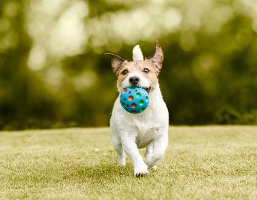 走り回るワンコ