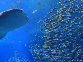 MUKAKA VILLA 古宇利島