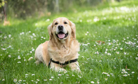 22年最新 全国 ペットと泊まれる宿 15ページ ランキング 一休 Com 22年最新 全国 ペットと泊まれる宿 15ページ ランキング 一休 Com