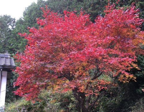 庭の紅葉