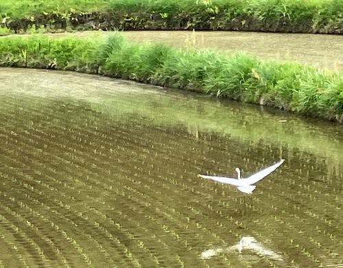 里山の風景（白鷺）