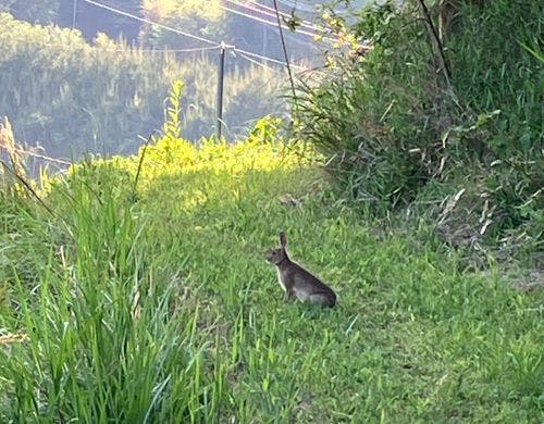 里山の風景（野兎）