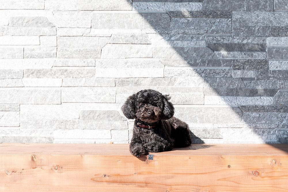 SUNSET DOG VILLAGE 淡路島