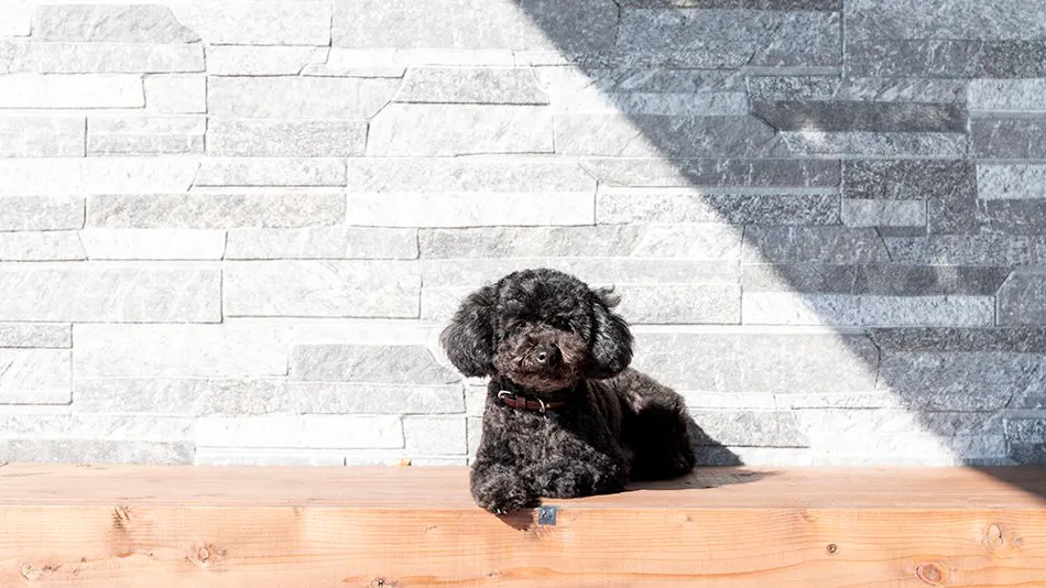 SUNSET DOG VILLAGE Awaji Island