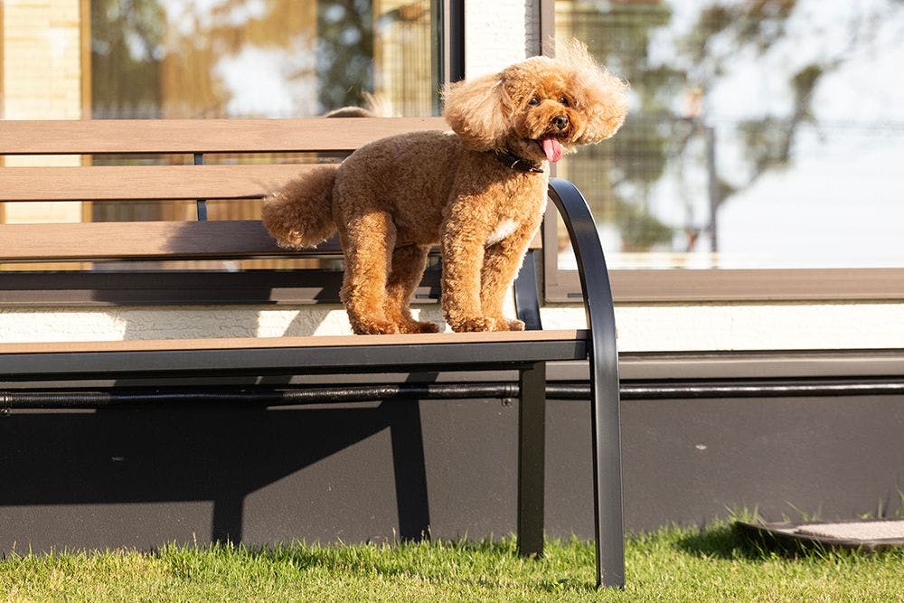 SUNSET DOG VILLAGE Awaji Island