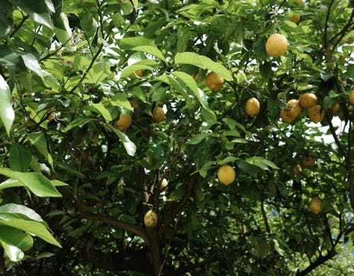 レモン畑