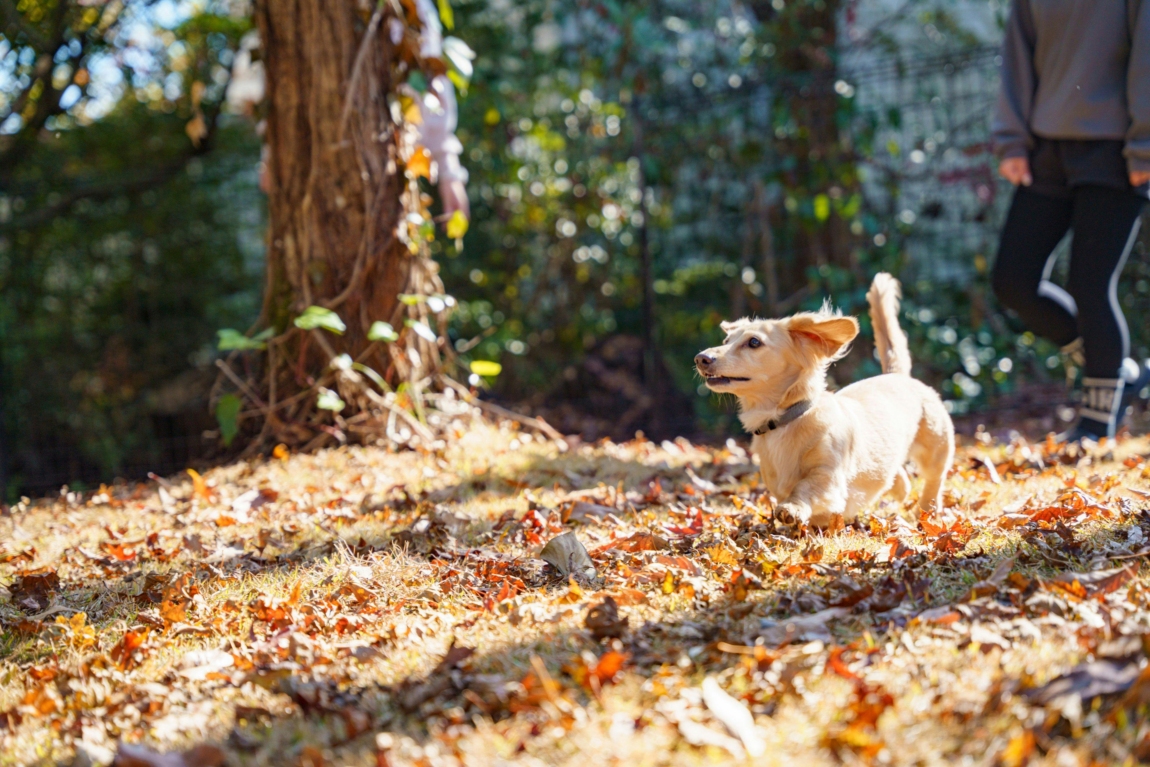 不限制狗狗的數量！