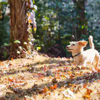 不限制狗狗的數量!