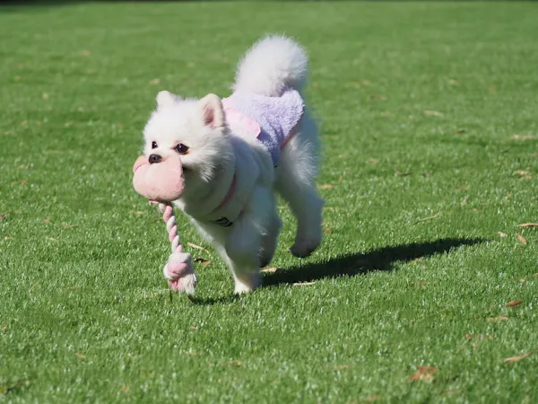 【素泊まり】わんちゃんと極上の隠れ家プライベートリゾート