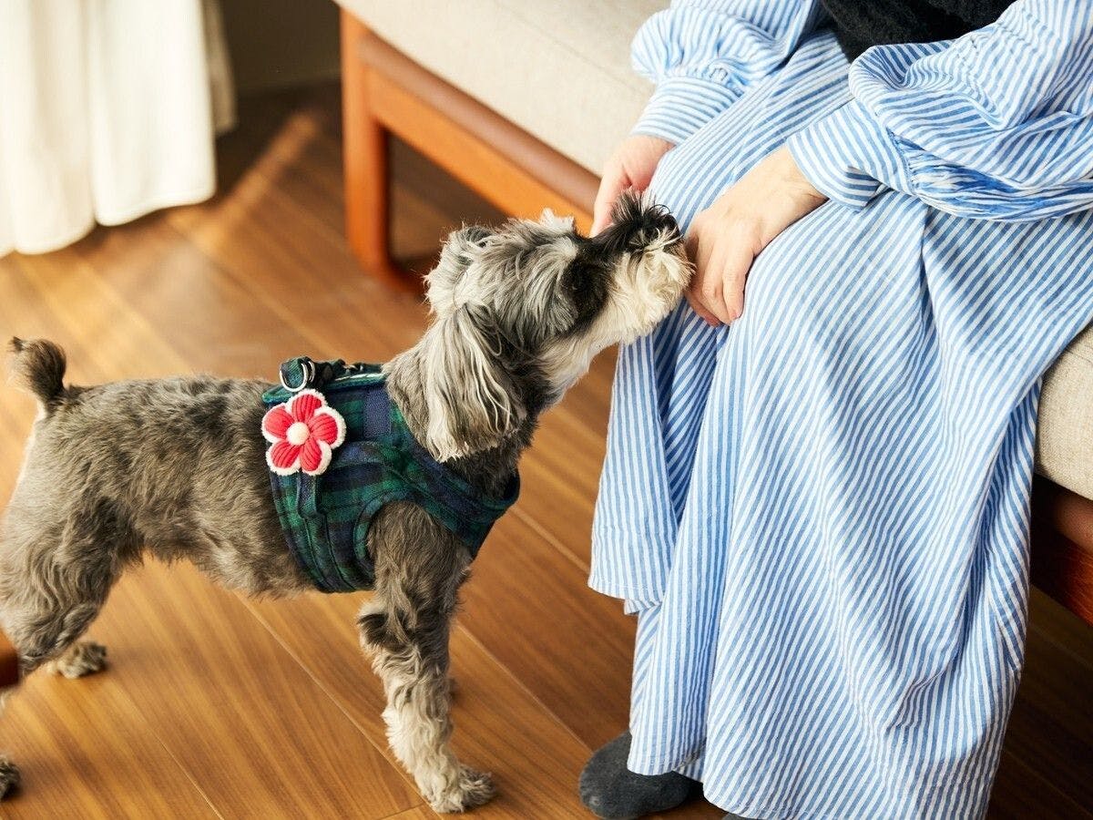 반려견 동반 가능 코티지