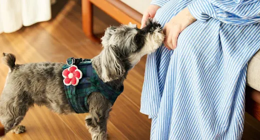 Dog Friendly Cottage