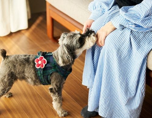 Dog Friendly Cottage