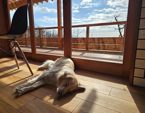 ペットもゆったり