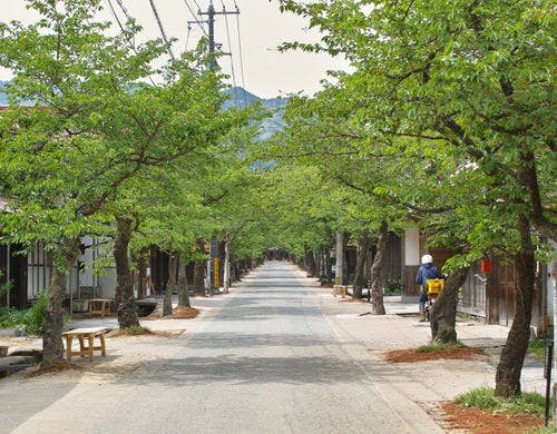 132本の桜の古木が並ぶ旧出雲街道の風景