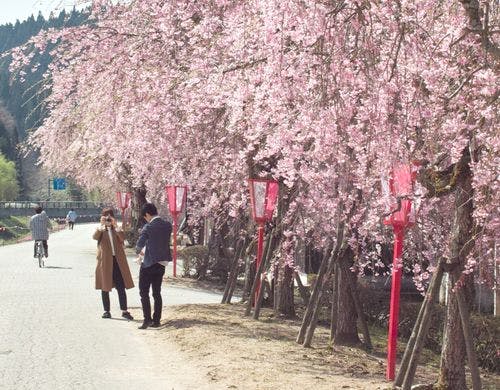 がいせん桜からしだれ桜へ、移り行く春