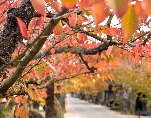 鮮やかな桜木の「紅葉狩り」を、お部屋から