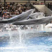 水族館入場券付きプラン特典