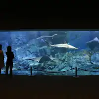 나이트 투어 "우미타마고"