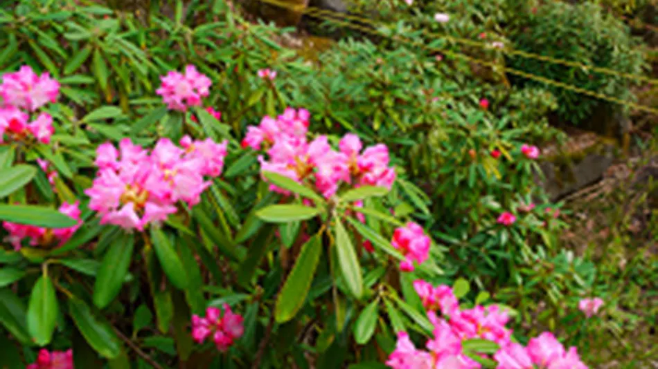 Kimimatsuso Inn by Lake Shirakaba