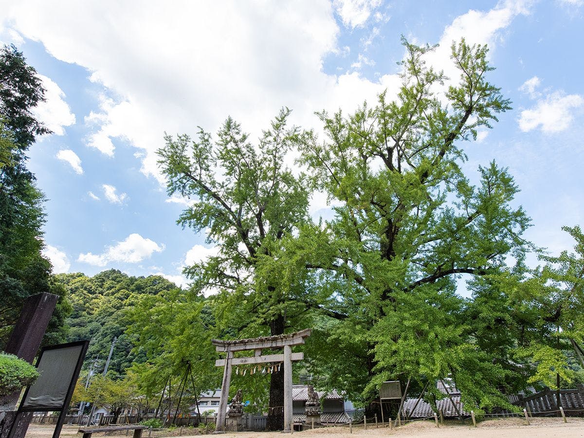 *ข้อมูลบริเวณโดยรอบ ศาลเจ้าอิวาเบะฮะจิมัง