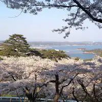 ต้นสนไซเกียวโมโดชิในฤดูใบไม้ผลิ