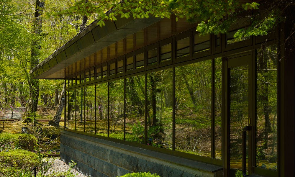 Hutan alami yang dapat dilihat dari jendela restoran