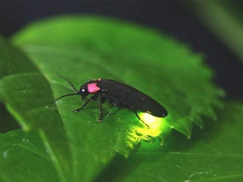 本館有螢火蟲飛舞。