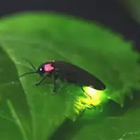 本館有螢火蟲飛舞。