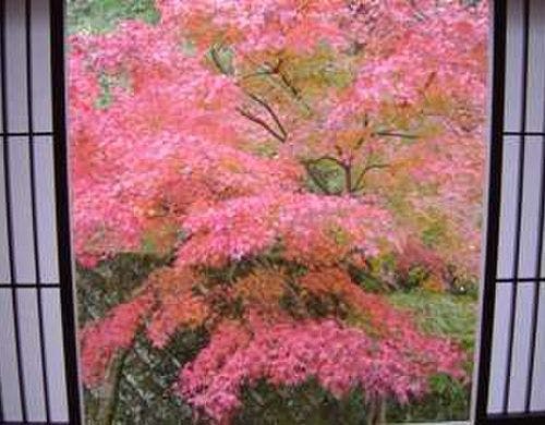 湯河原の紅葉は11月下旬～12月上旬・・