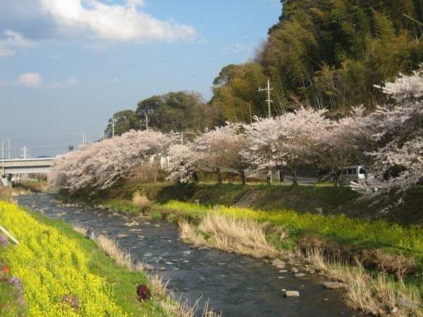 ต้นซากุระและดอกคาโนลาตามแนวแม่น้ำชิโตเสะ