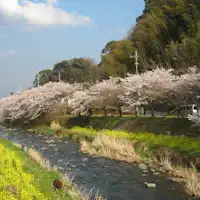 ต้นซากุระและดอกคาโนลาตามแนวแม่น้ำชิโตเสะ